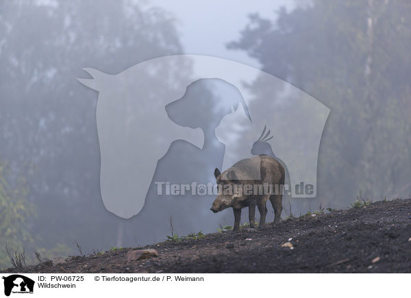 Wildschwein / PW-06725