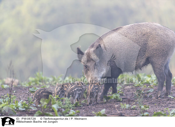 Wildschwein Bache mit Jungen / wild boar with piglets / PW-06728