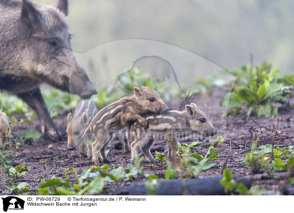Wildschwein Bache mit Jungen / wild boar with piglets / PW-06729