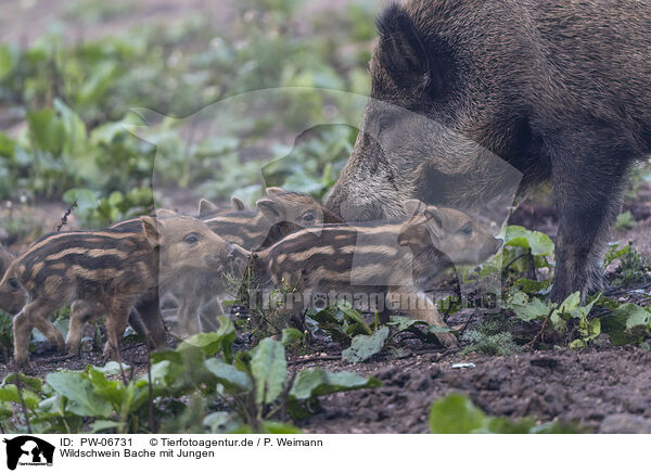 Wildschwein Bache mit Jungen / wild boar with piglets / PW-06731