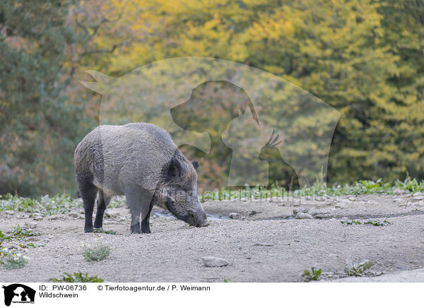 Wildschwein / wild boar / PW-06736
