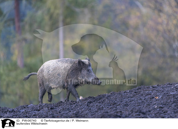 laufendes Wildschwein / walking wild boar / PW-06740