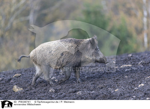 rennendes Wildschwein / running wild boar / PW-06741