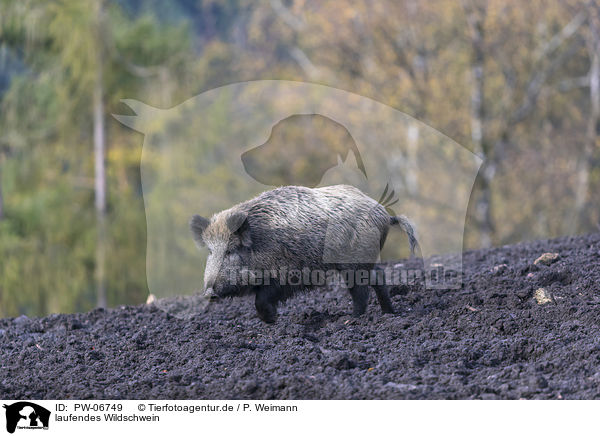laufendes Wildschwein / walking wild boar / PW-06749