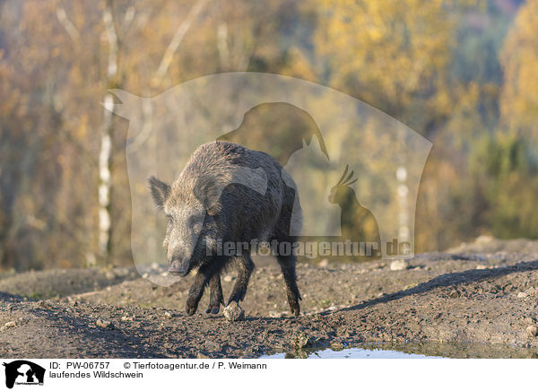 laufendes Wildschwein / walking wild boar / PW-06757