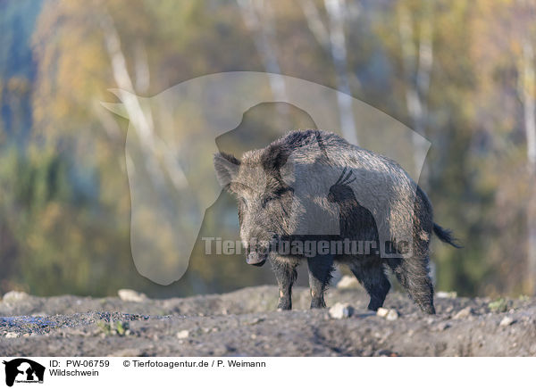 Wildschwein / wild boar / PW-06759