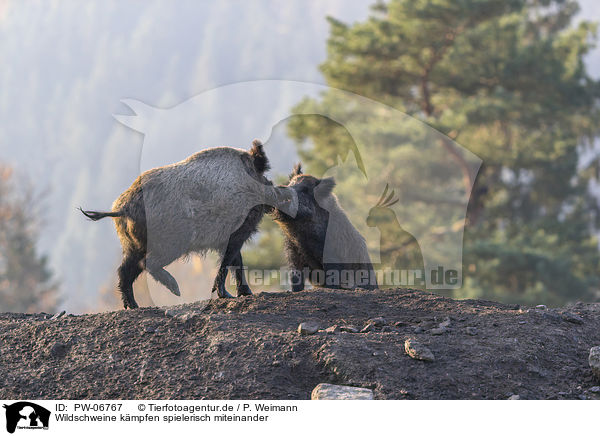 Wildschweine kmpfen spielerisch miteinander / Wild boars playfully fight each other / PW-06767