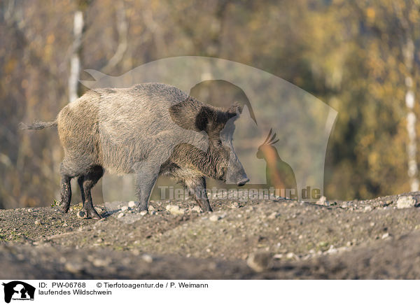 laufendes Wildschwein / walking wild boar / PW-06768