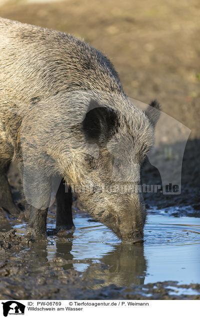Wildschwein am Wasser / wild boar at the water / PW-06769