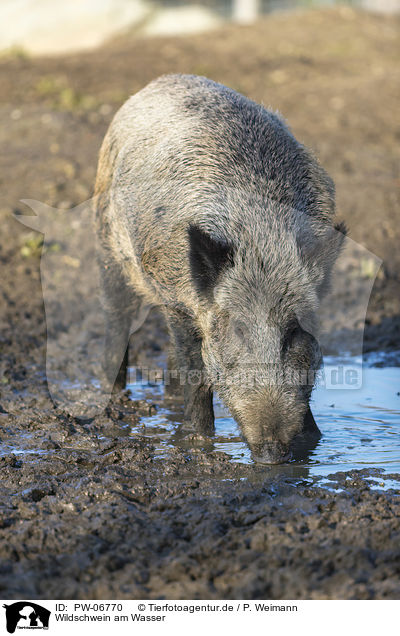 Wildschwein am Wasser / wild boar at the water / PW-06770