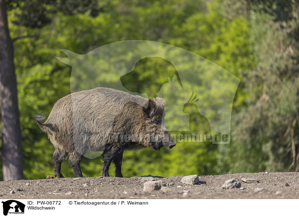 Wildschwein / wild boar / PW-06772