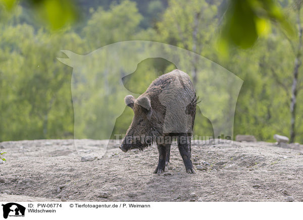 Wildschwein / wild boar / PW-06774
