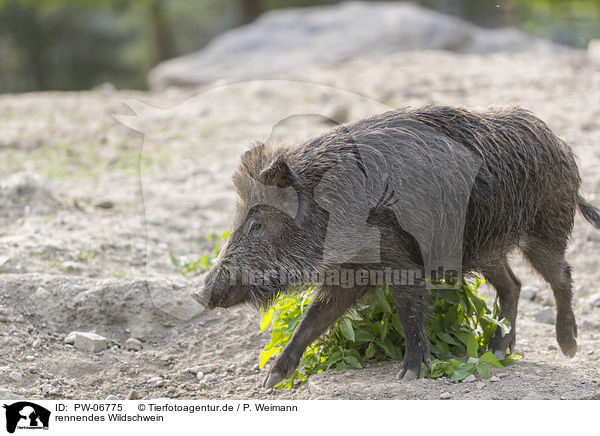 rennendes Wildschwein / running wild boar / PW-06775