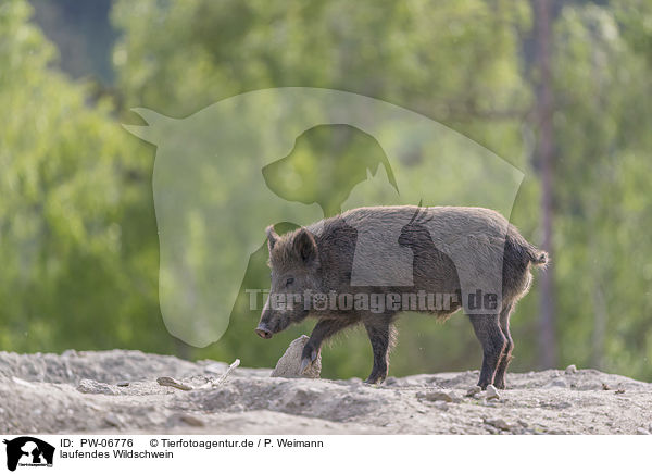 laufendes Wildschwein / walking wild boar / PW-06776