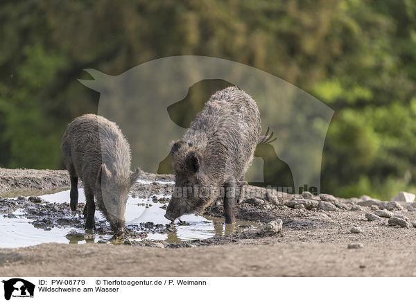 Wildschweine am Wasser / wild boars at the water / PW-06779