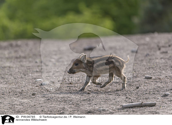 rennendes Wildschwein / running wild boar / PW-06785