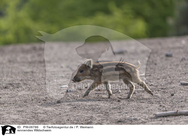 rennendes Wildschwein / running wild boar / PW-06786
