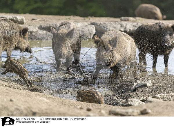 Wildschweine am Wasser / wild boars at the water / PW-06787
