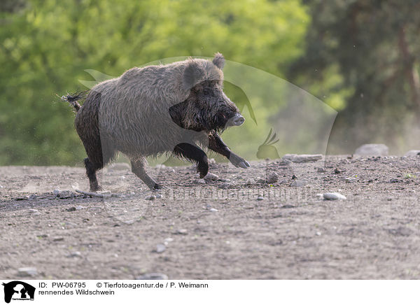 rennendes Wildschwein / running wild boar / PW-06795