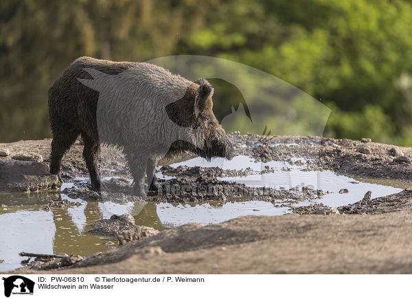 Wildschwein am Wasser / wild boar at the water / PW-06810