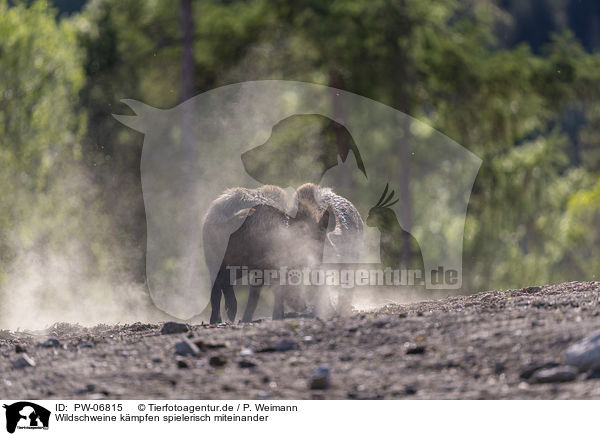 Wildschweine kmpfen spielerisch miteinander / Wild boars playfully fight each other / PW-06815