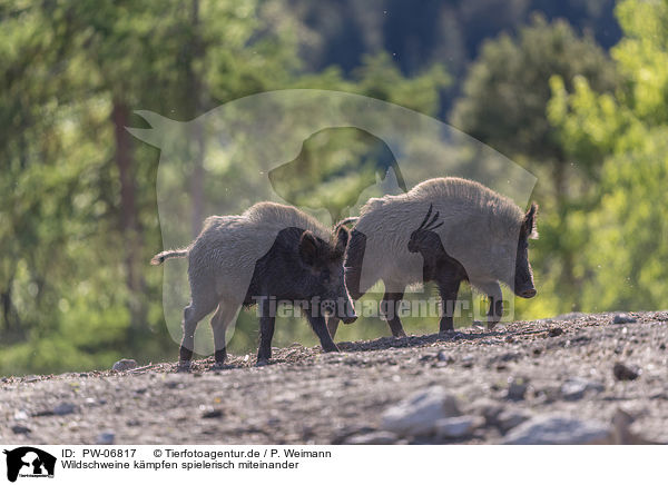 Wildschweine kmpfen spielerisch miteinander / Wild boars playfully fight each other / PW-06817