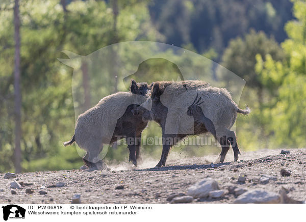 Wildschweine kmpfen spielerisch miteinander / Wild boars playfully fight each other / PW-06818