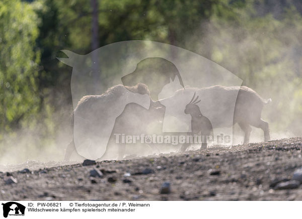 Wildschweine kmpfen spielerisch miteinander / Wild boars playfully fight each other / PW-06821
