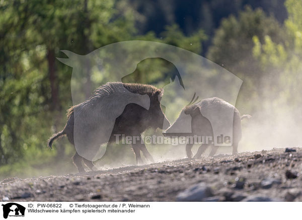 Wildschweine kmpfen spielerisch miteinander / Wild boars playfully fight each other / PW-06822