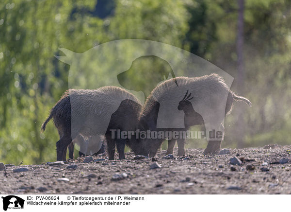 Wildschweine kmpfen spielerisch miteinander / Wild boars playfully fight each other / PW-06824
