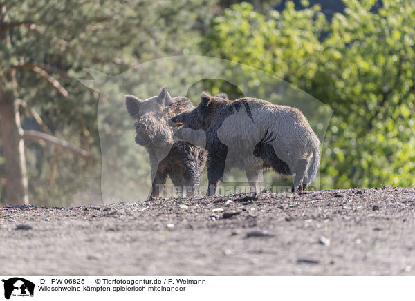Wildschweine kmpfen spielerisch miteinander / Wild boars playfully fight each other / PW-06825