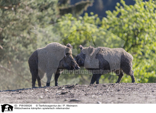 Wildschweine kmpfen spielerisch miteinander / Wild boars playfully fight each other / PW-06826