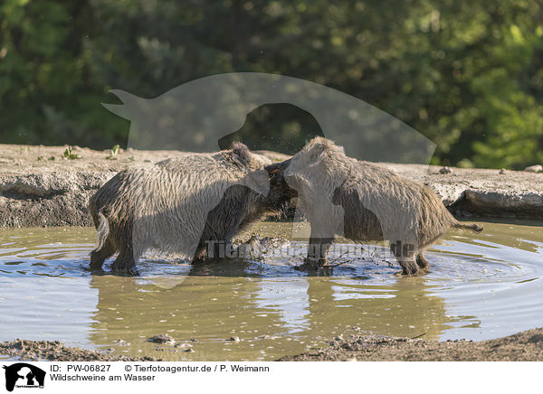Wildschweine am Wasser / wild boars at the water / PW-06827