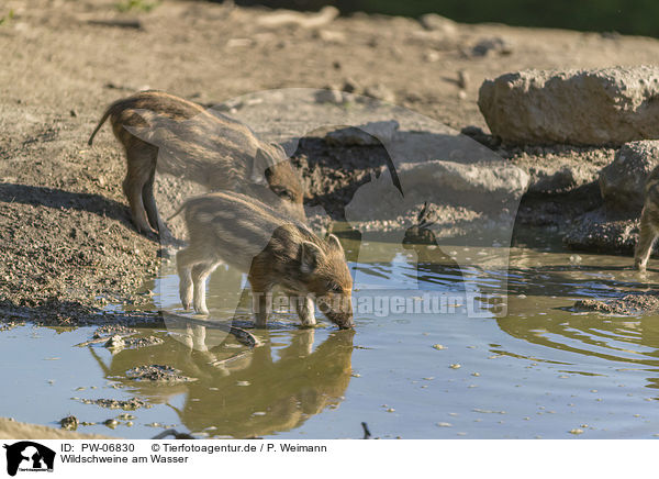 Wildschweine am Wasser / wild boars at the water / PW-06830