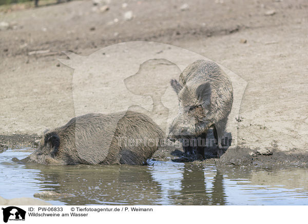 Wildschweine am Wasser / wild boars at the water / PW-06833