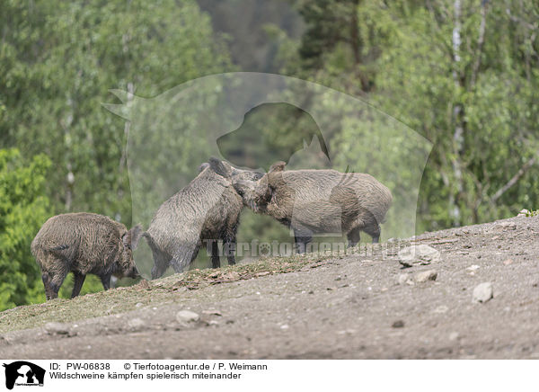 Wildschweine kmpfen spielerisch miteinander / Wild boars playfully fight each other / PW-06838