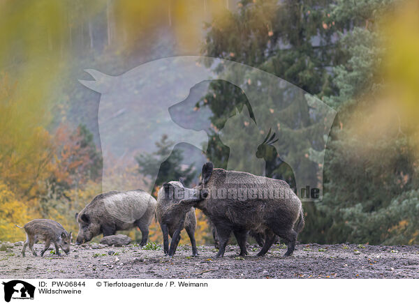 Wildschweine / wild boars / PW-06844