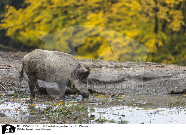 Wildschwein am Wasser / wild boar at the water / PW-06851