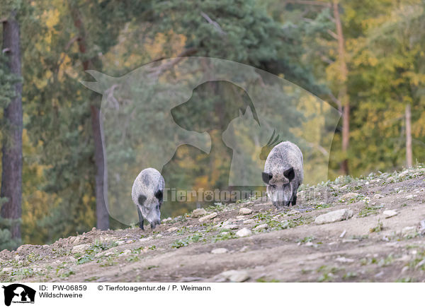 Wildschweine / wild boars / PW-06859