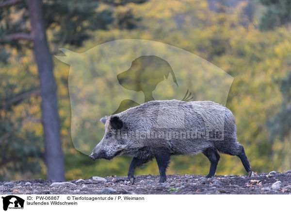 laufendes Wildschwein / walking wild boar / PW-06867