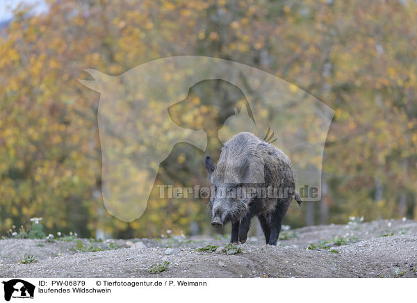 laufendes Wildschwein / walking wild boar / PW-06879
