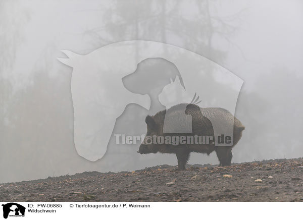 Wildschwein / wild boar / PW-06885