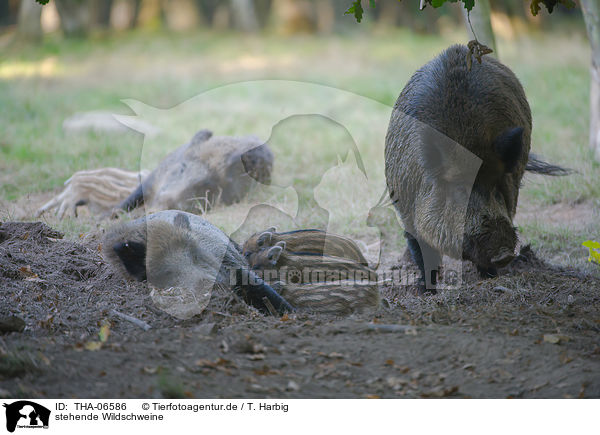 stehende Wildschweine / standing Wild Boars / THA-06586