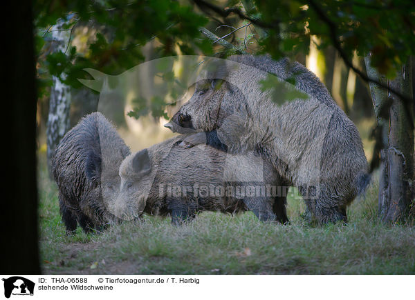 stehende Wildschweine / standing Wild Boars / THA-06588
