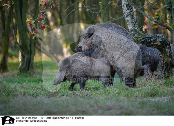 stehende Wildschweine / standing Wild Boars / THA-06590