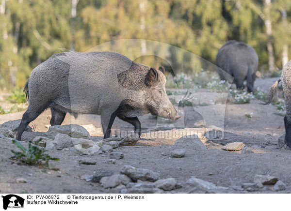laufende Wildschweine / walking Wild Boar / PW-06972