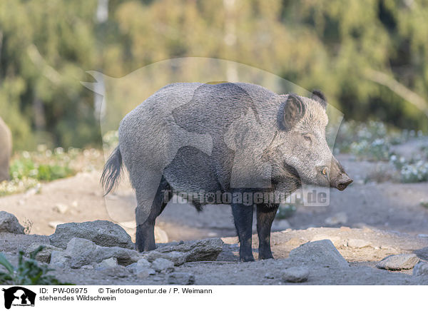 stehendes Wildschwein / standing Wild Boar / PW-06975
