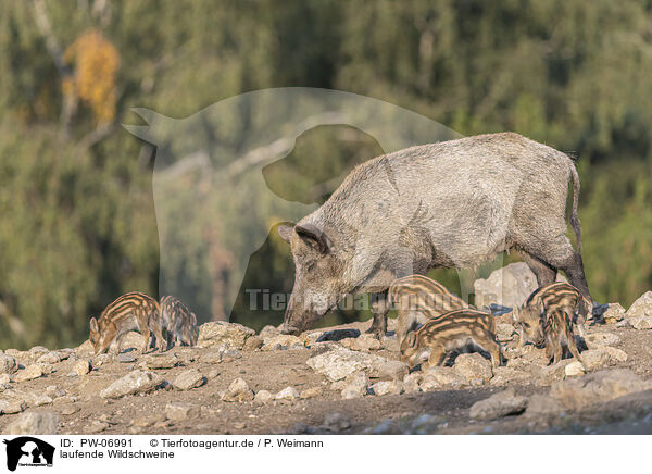 laufende Wildschweine / walking Wild Boars / PW-06991