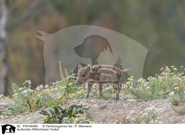 laufendes Wildschwein Ferkel / walking Wild Boar Piglet / PW-06998