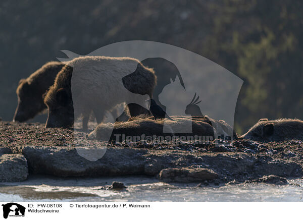 Wildschweine / Wild Boars / PW-08108